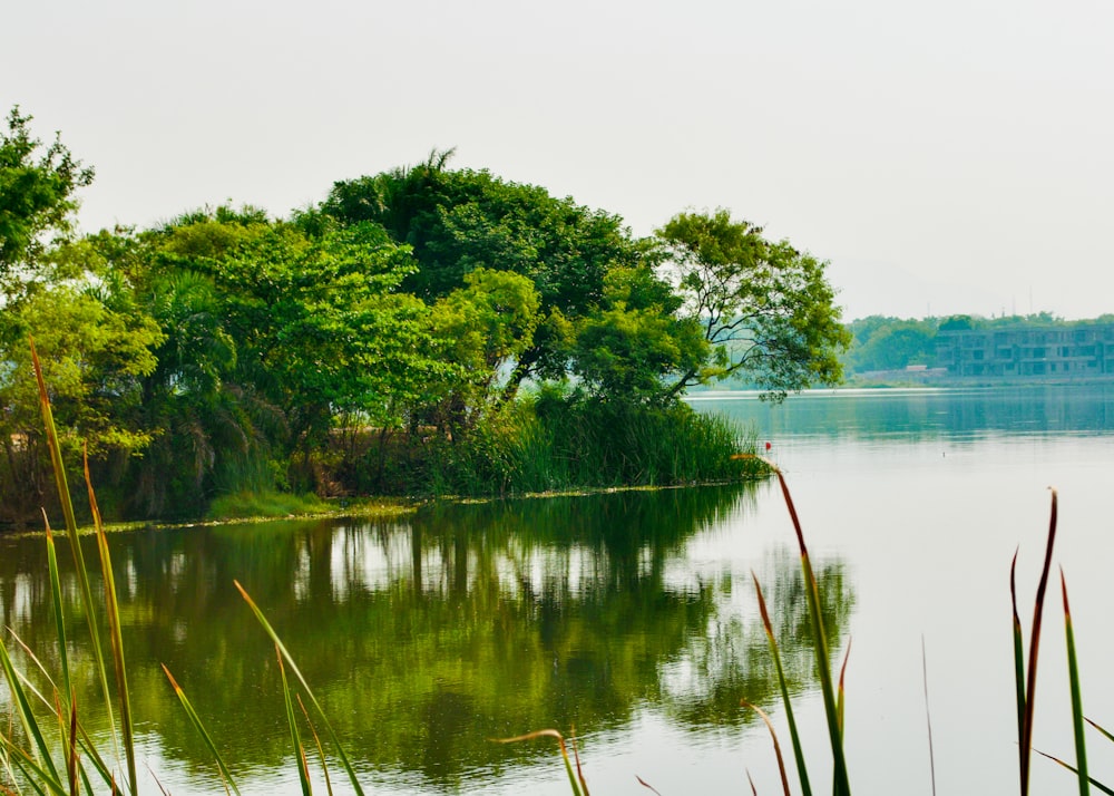 a body of water surrounded by trees and grass