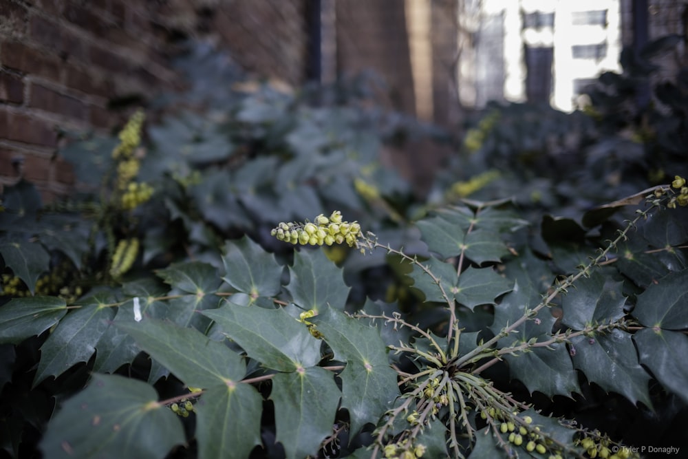 a close up of a plant near a brick wall