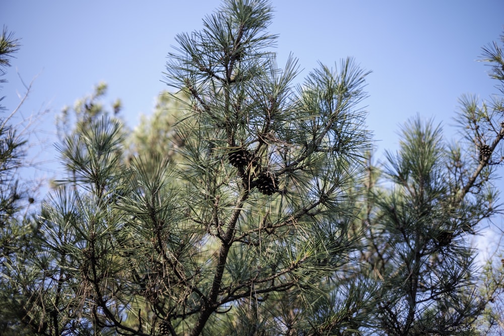 a bird is sitting in a nest in a pine tree