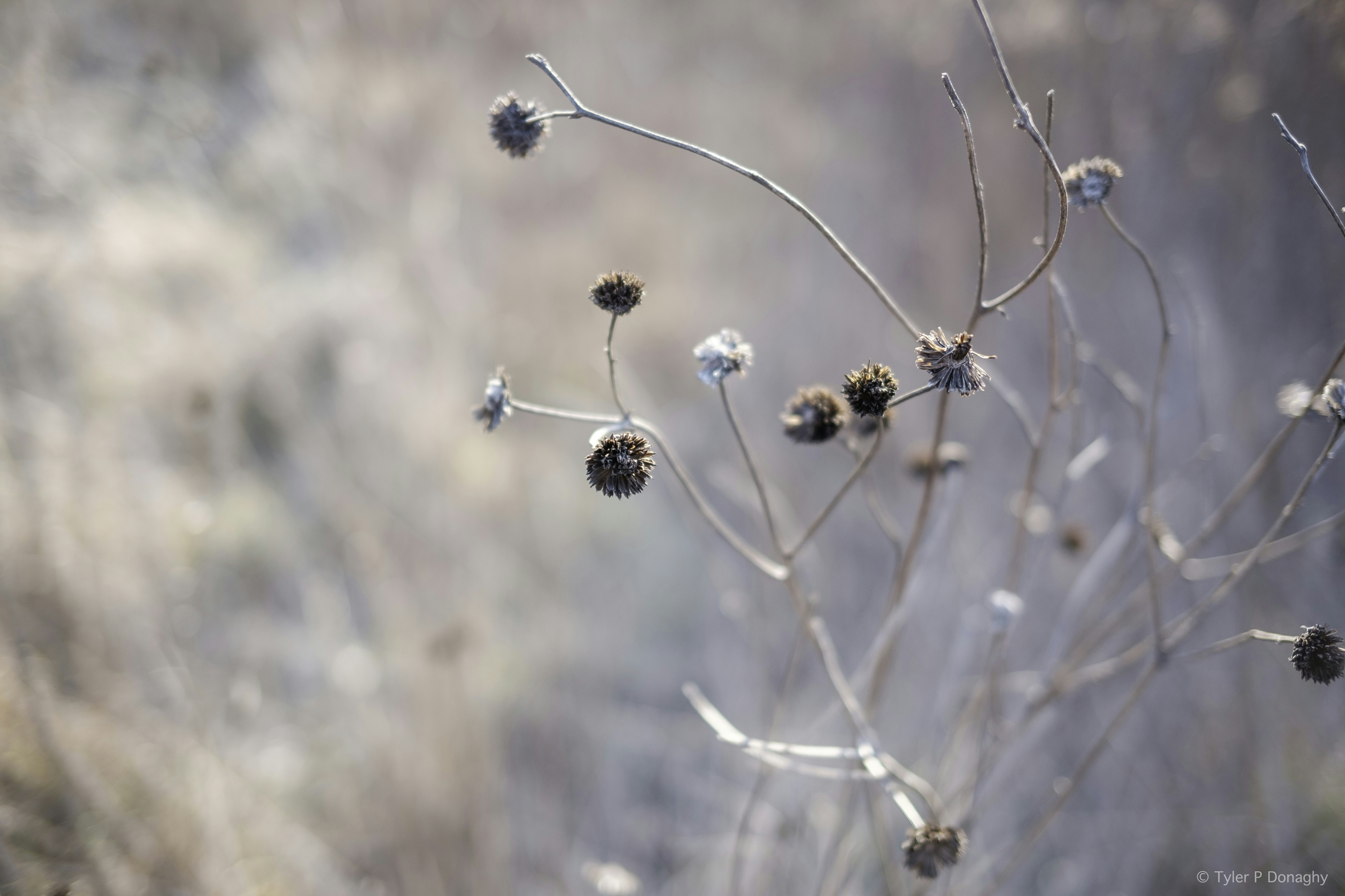 Photo by tylerdonaghy