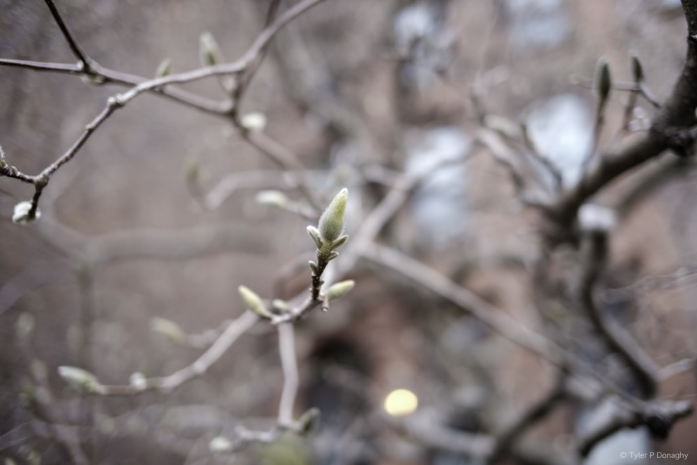 a tree branch with small buds in the foreground