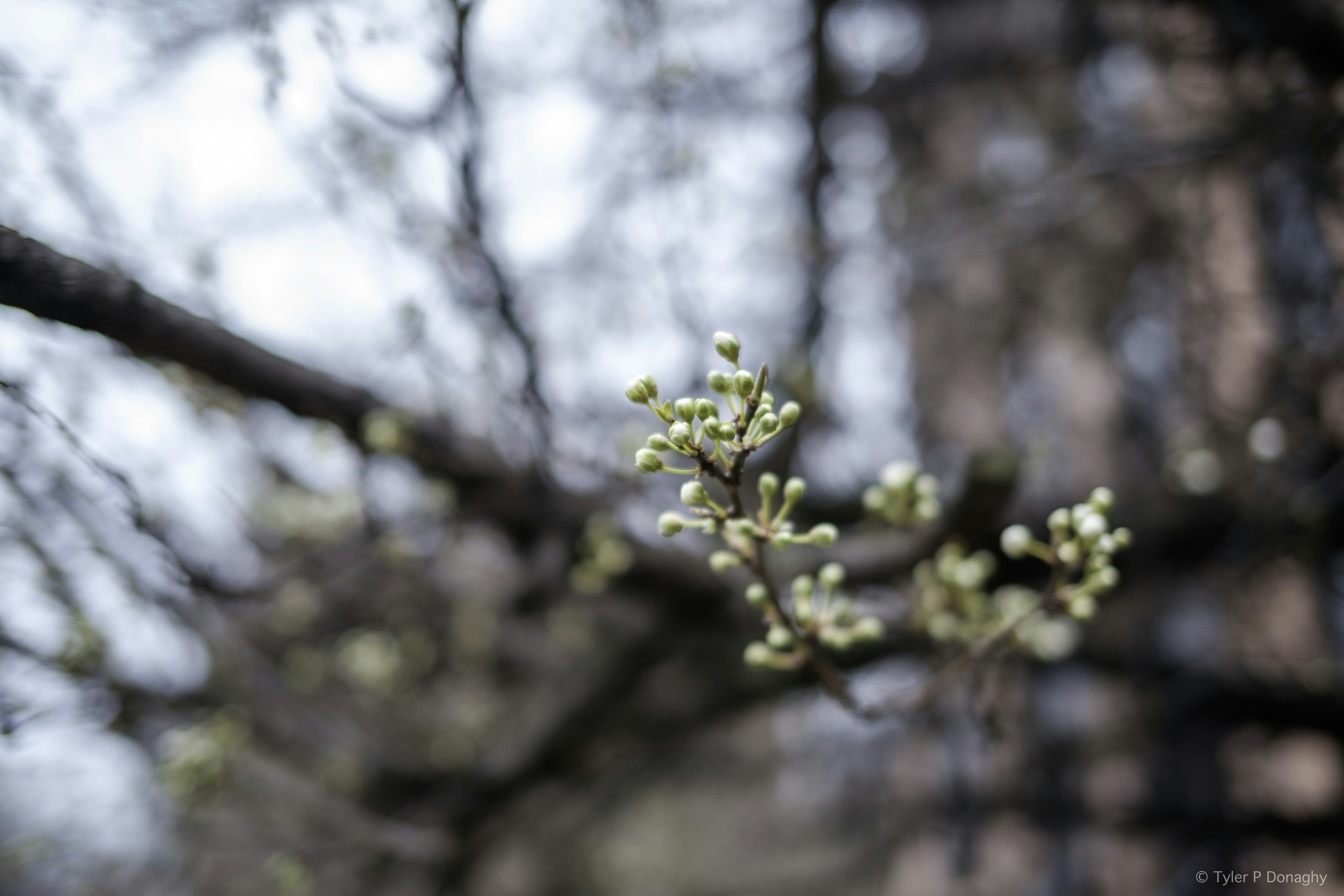 Photo by tylerdonaghy