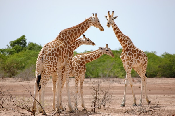 Niger: Discover Local Culture & Traditions