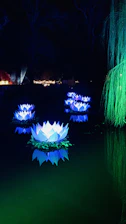 Soft glowing lotus flowers floating gently on calm water under morning light.