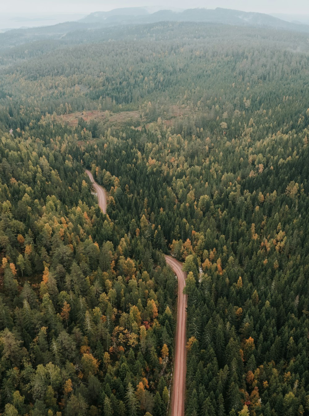 a road in the middle of a forest