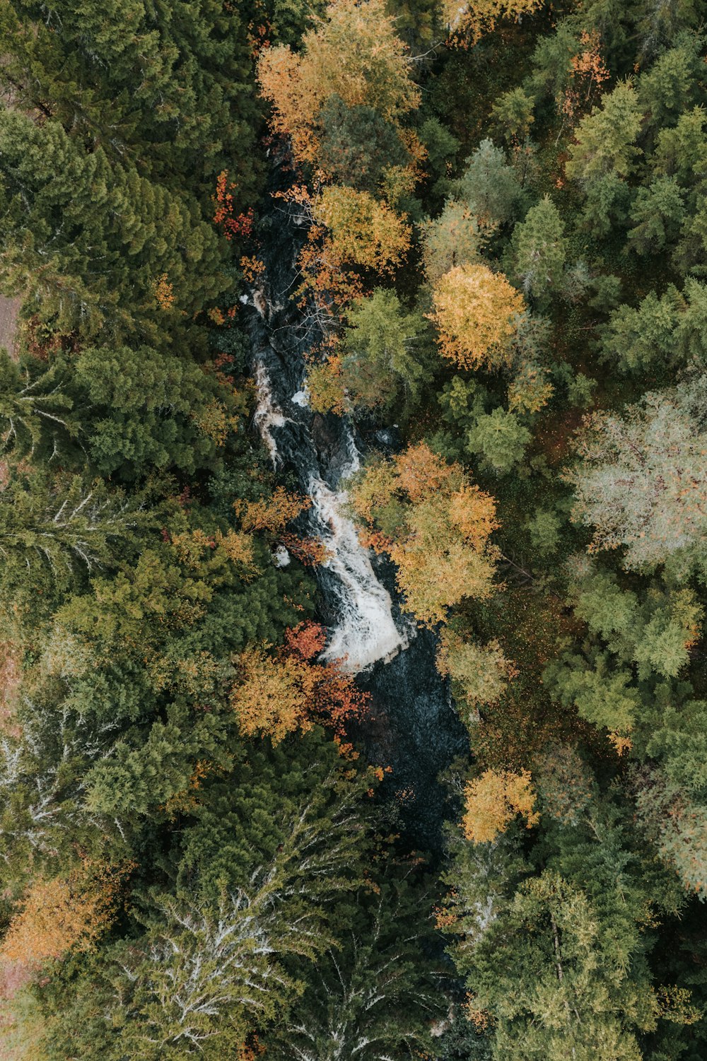 a river running through a forest filled with lots of trees