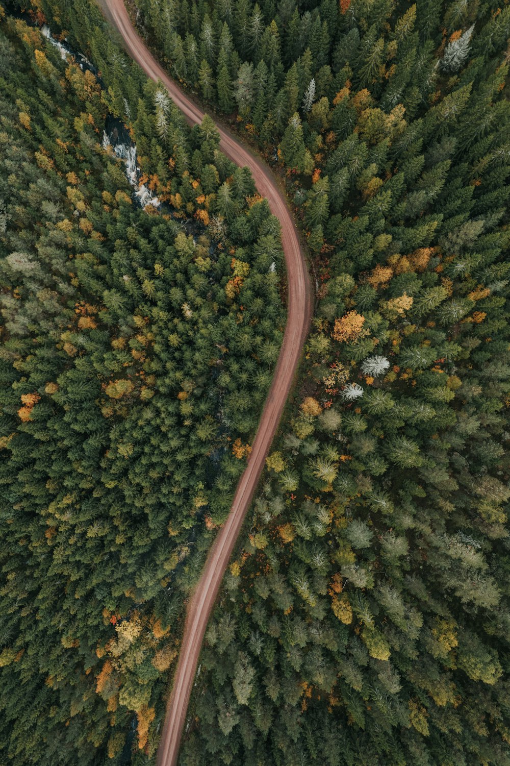 a winding road in the middle of a forest