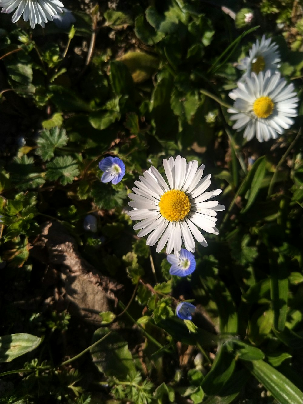 a group of white and yellow flowers in a field