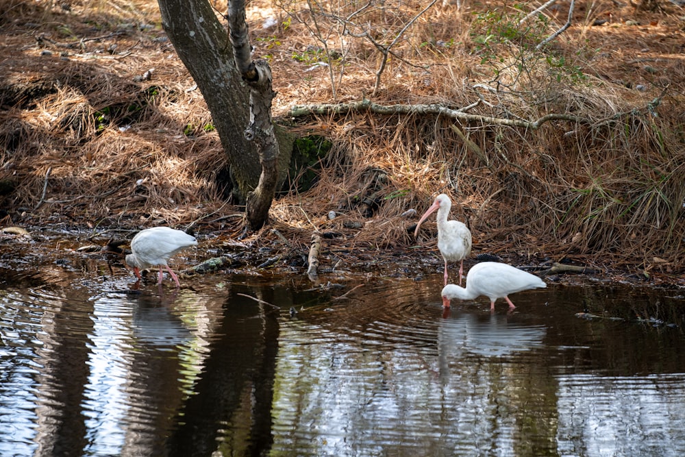 three white birds are standing in the water