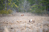 A group of young Quarter Horses grazing peacefully near a rustic wooden fence.