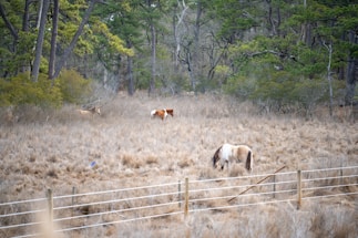 A rustic horse ranch entrance with horses grazing in the background.