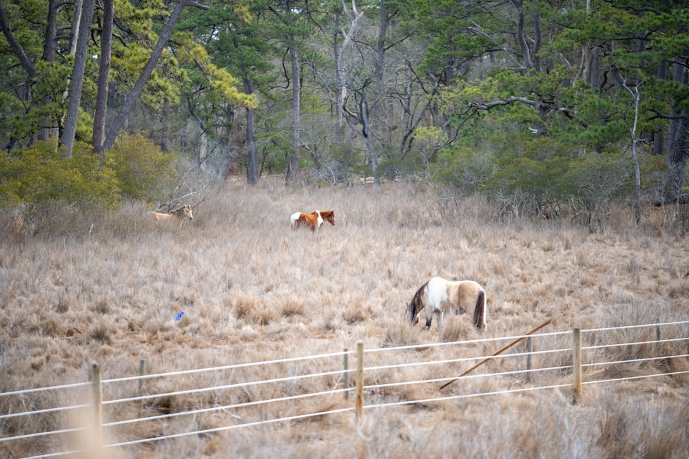 two horses grazing in a field with trees in the background