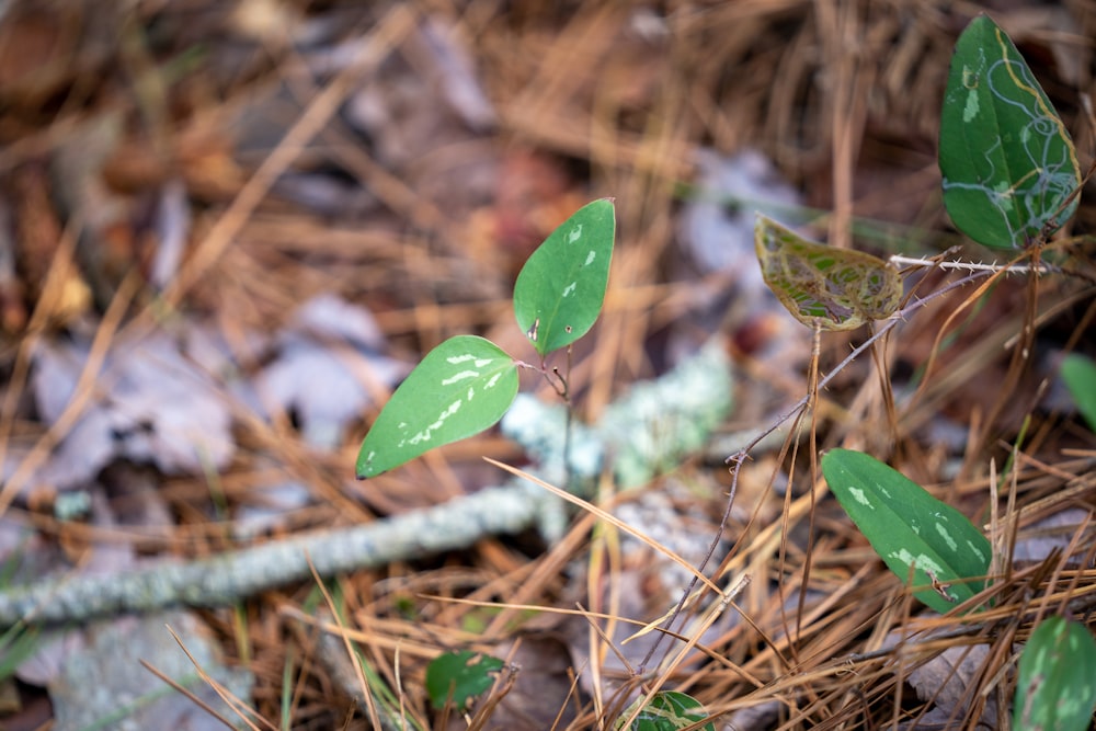 a small green plant growing out of the ground