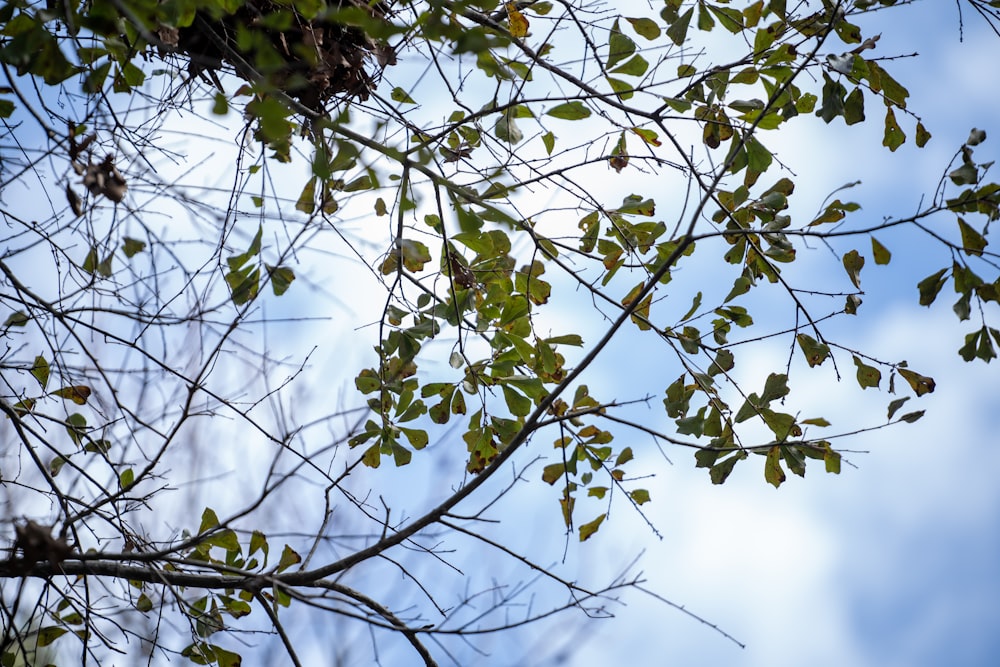 a tree branch with green leaves against a blue sky