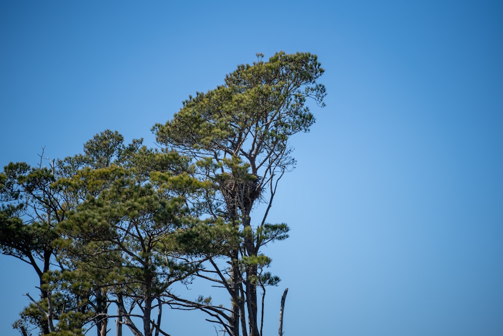 a bird is sitting in a nest in a tree