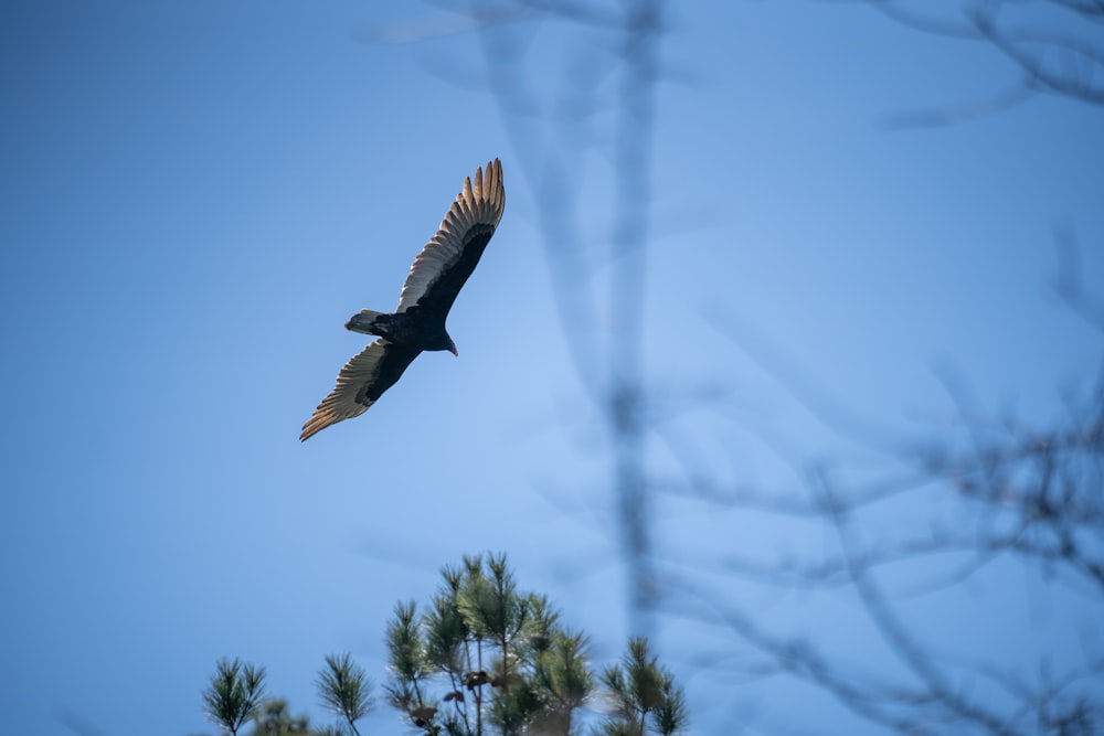 a large bird flying through a blue sky