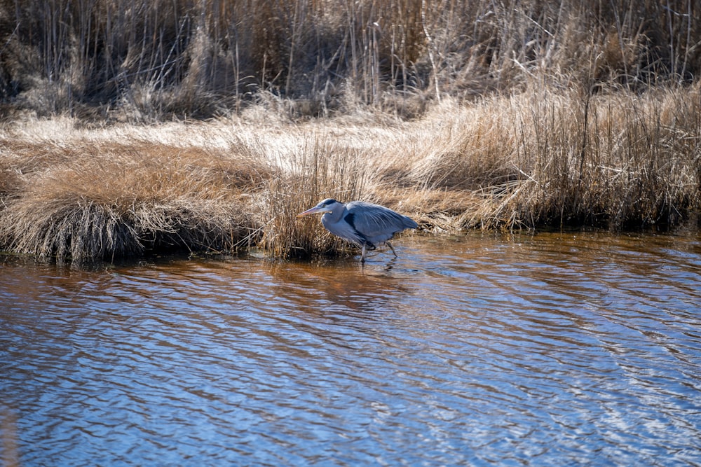 a bird standing in a body of water