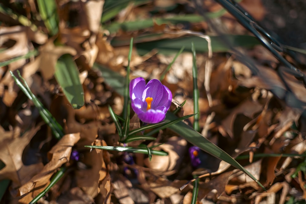 a single purple flower sitting on top of leaves