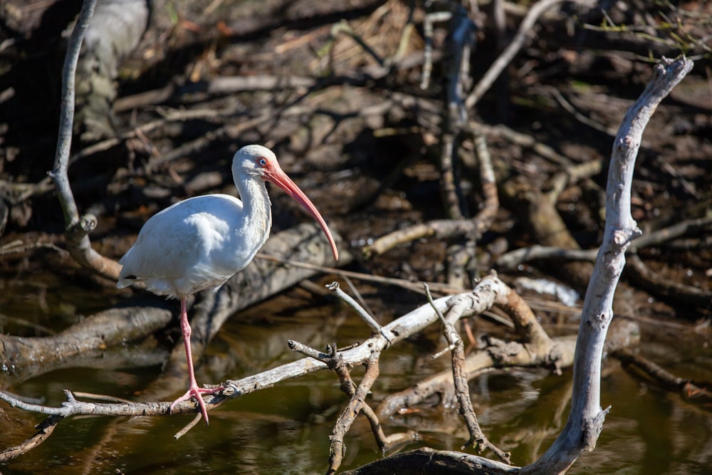 a white bird with a long beak standing on a branch