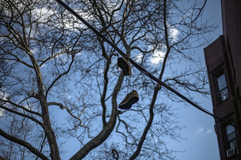 a pair of shoes hanging from a tree