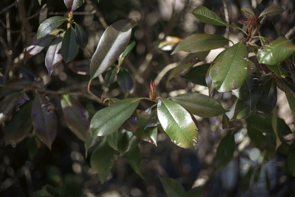 a close up of leaves on a tree