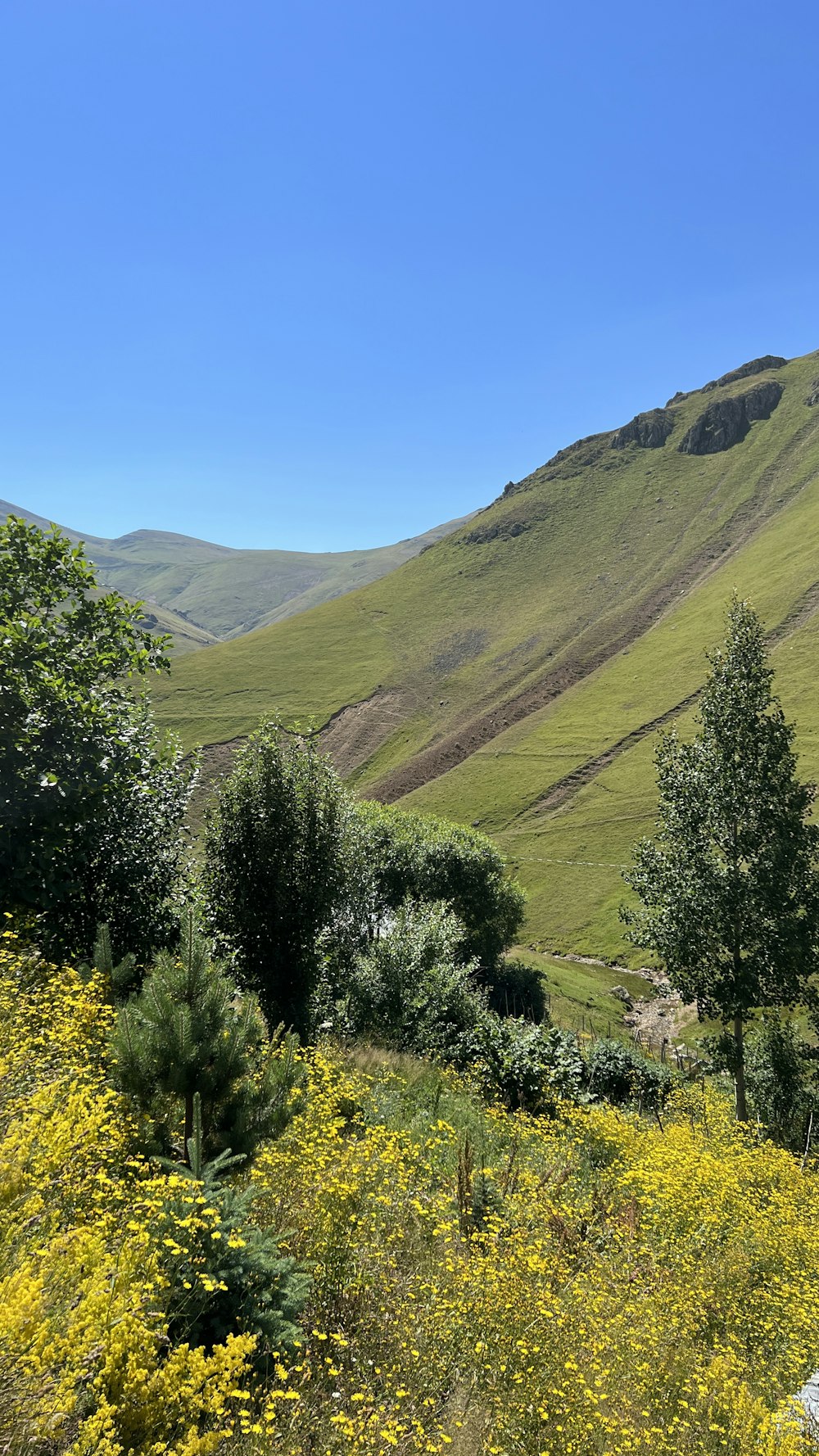 a lush green hillside covered in lots of trees