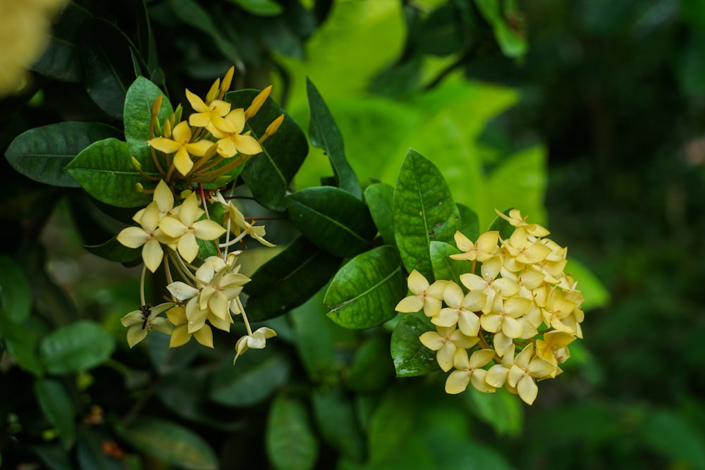 a cluster of yellow flowers with green leaves