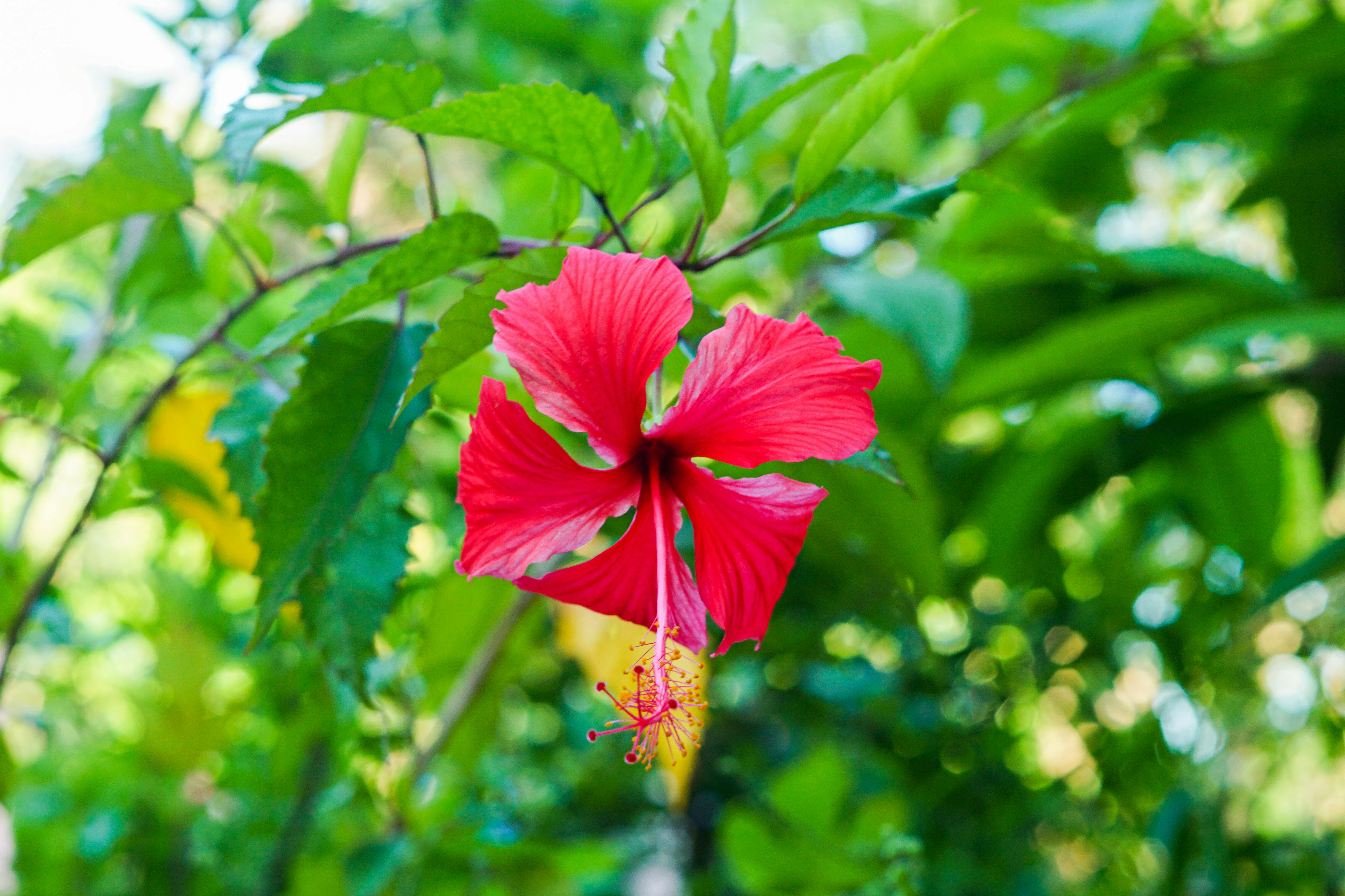 a red flower with green leaves in the background
