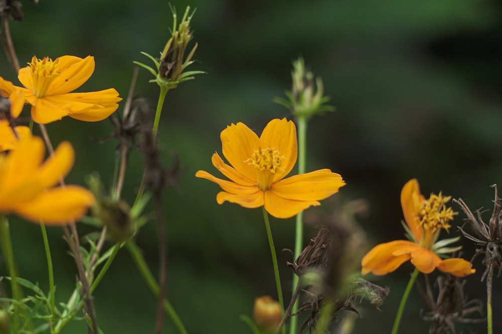 a group of yellow flowers in a field