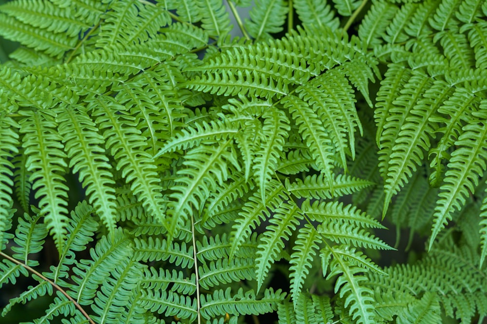 a close up of a green plant with lots of leaves