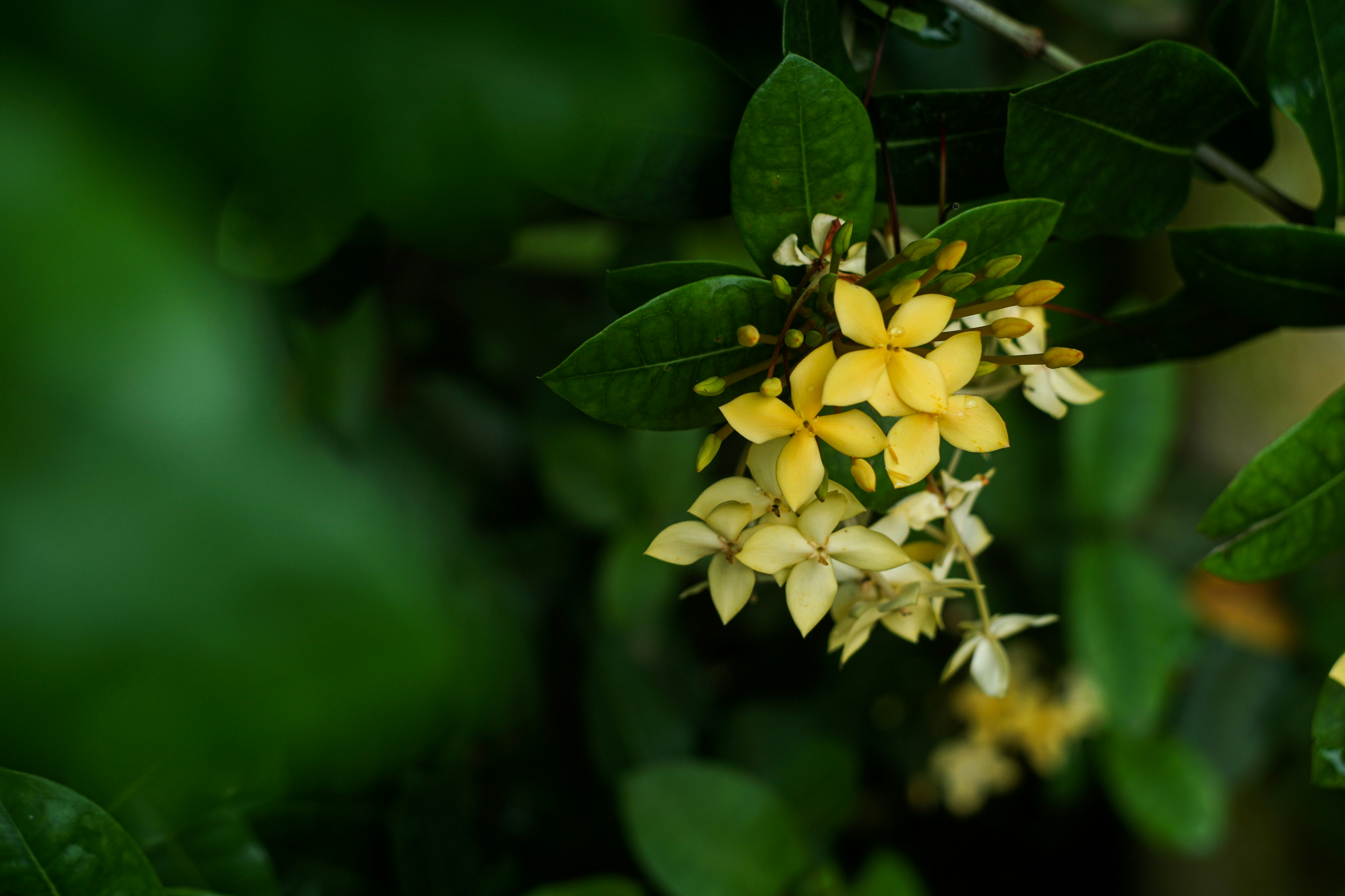 a close up of a yellow flower on a tree