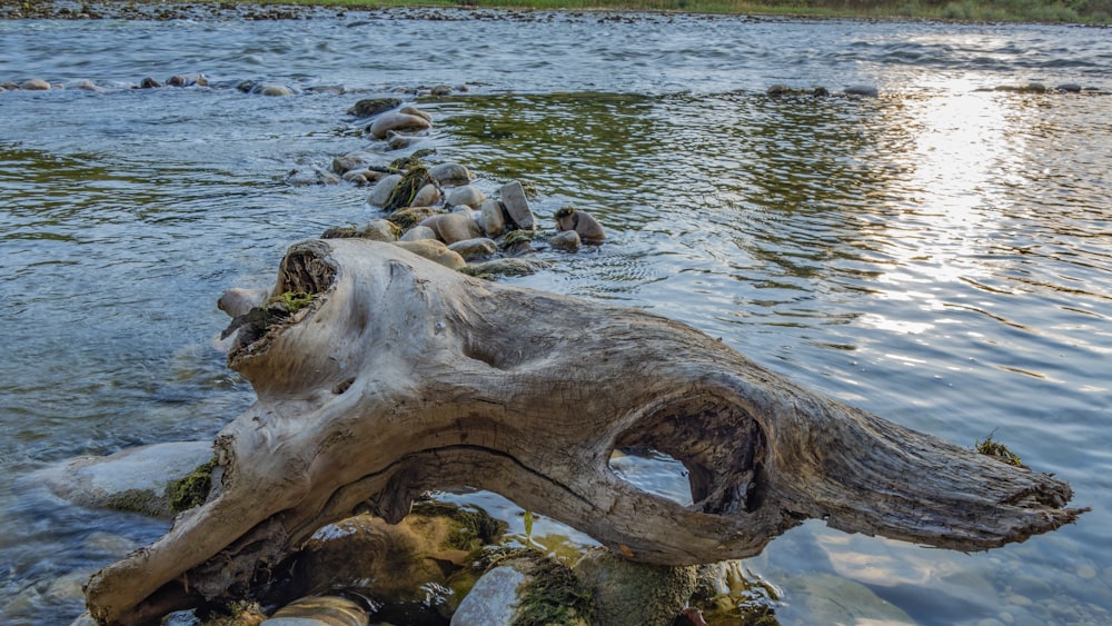 a log that is sitting in the water