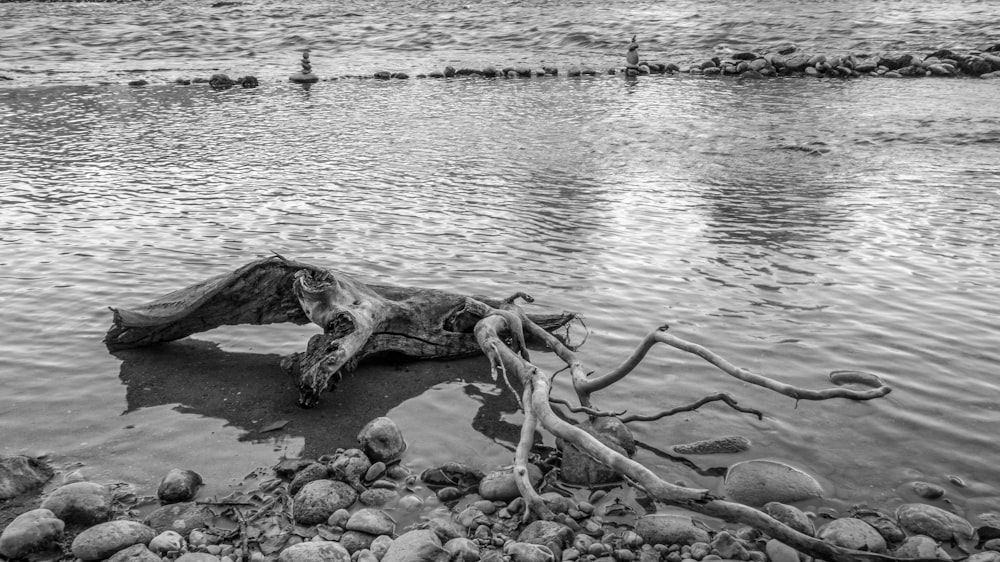 a fallen tree laying on top of a lake