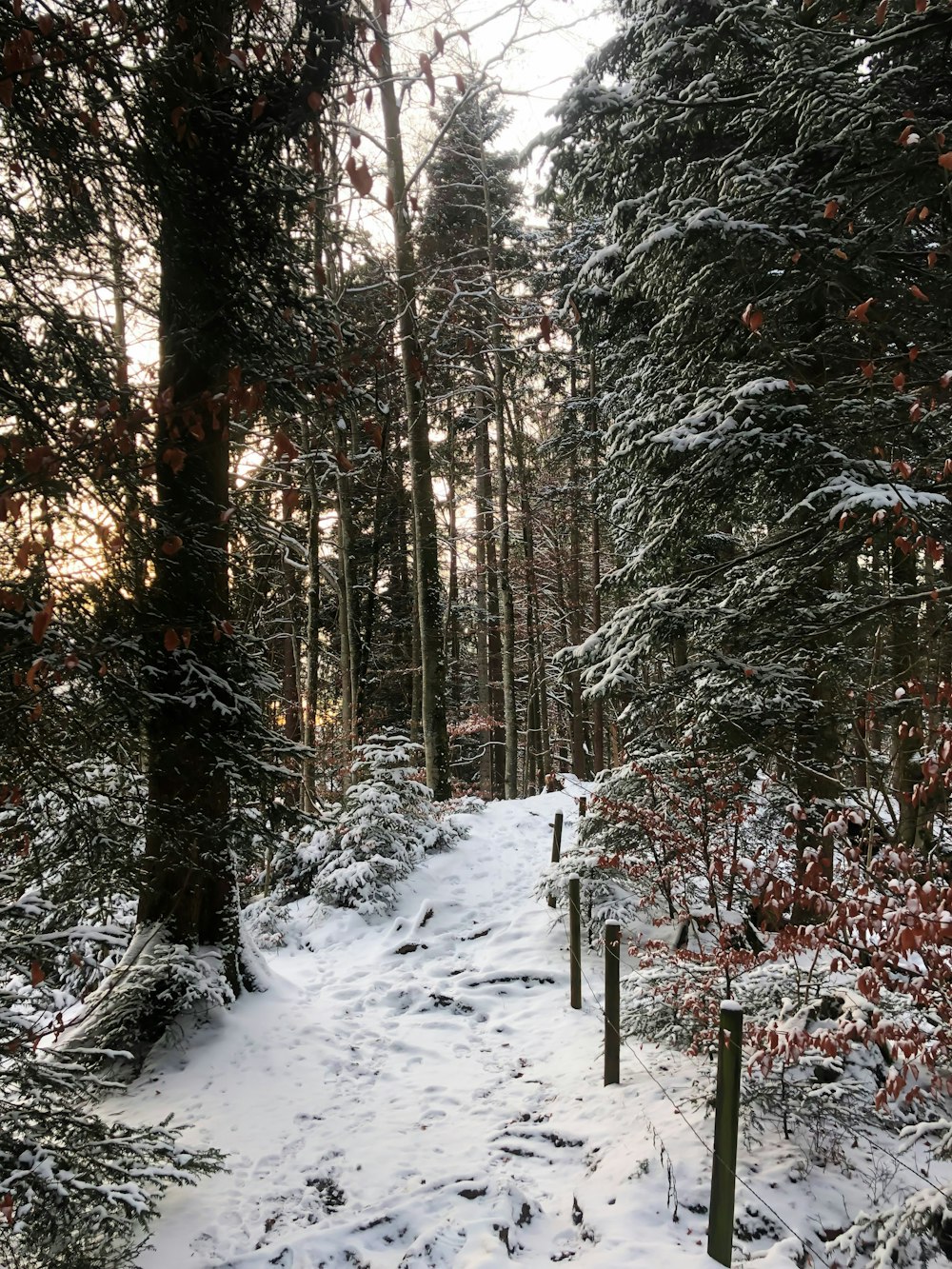 a trail in the woods covered in snow