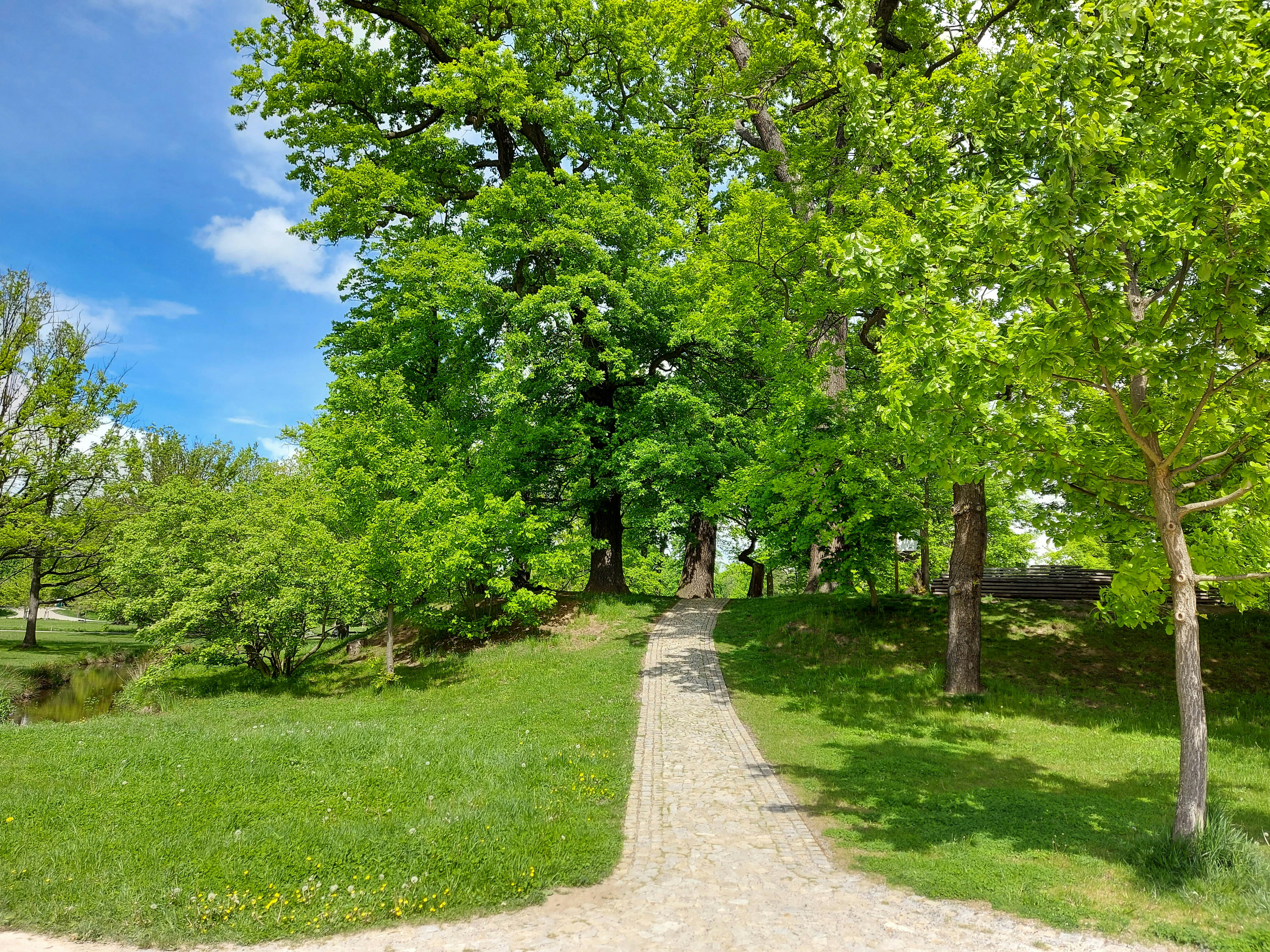 Dirt path surrounded by trees and grass