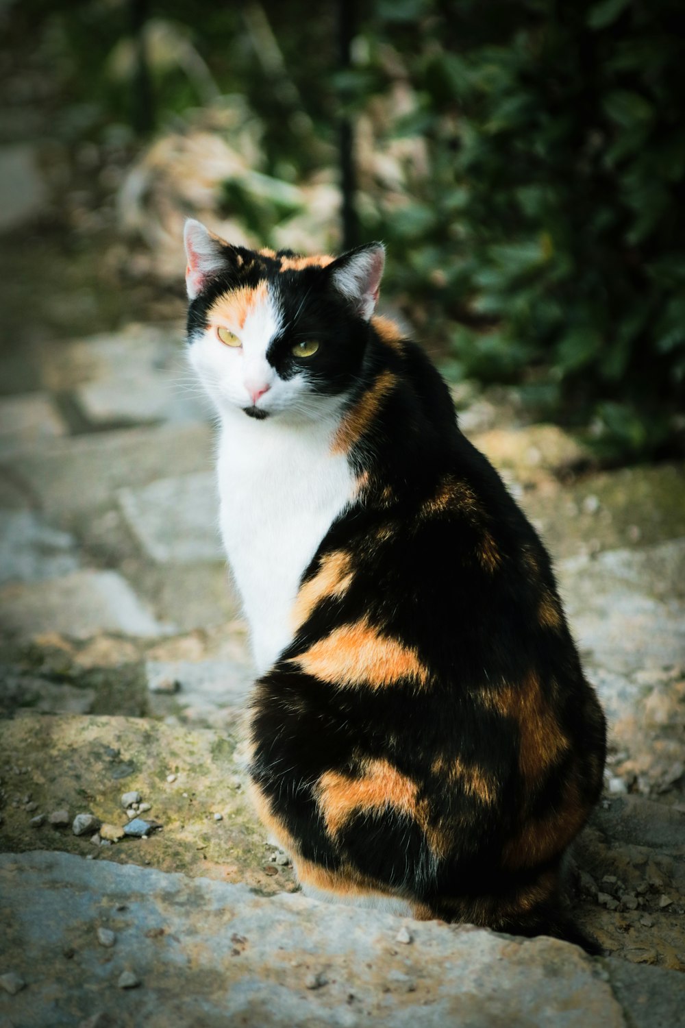 a calico cat sitting on a stone path
