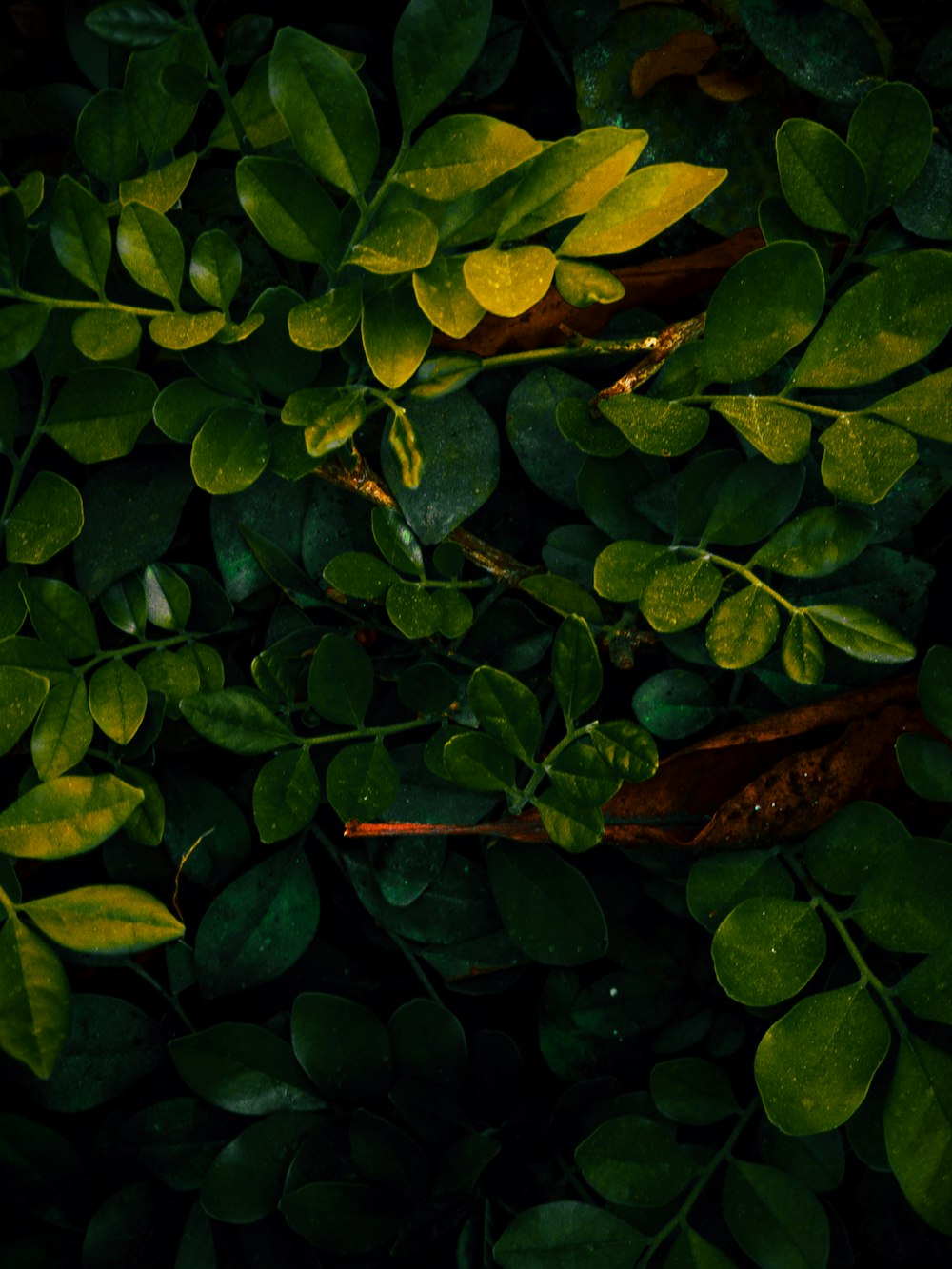 a close up of a plant with green leaves