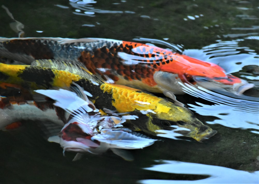 a group of koi fish swimming in a pond