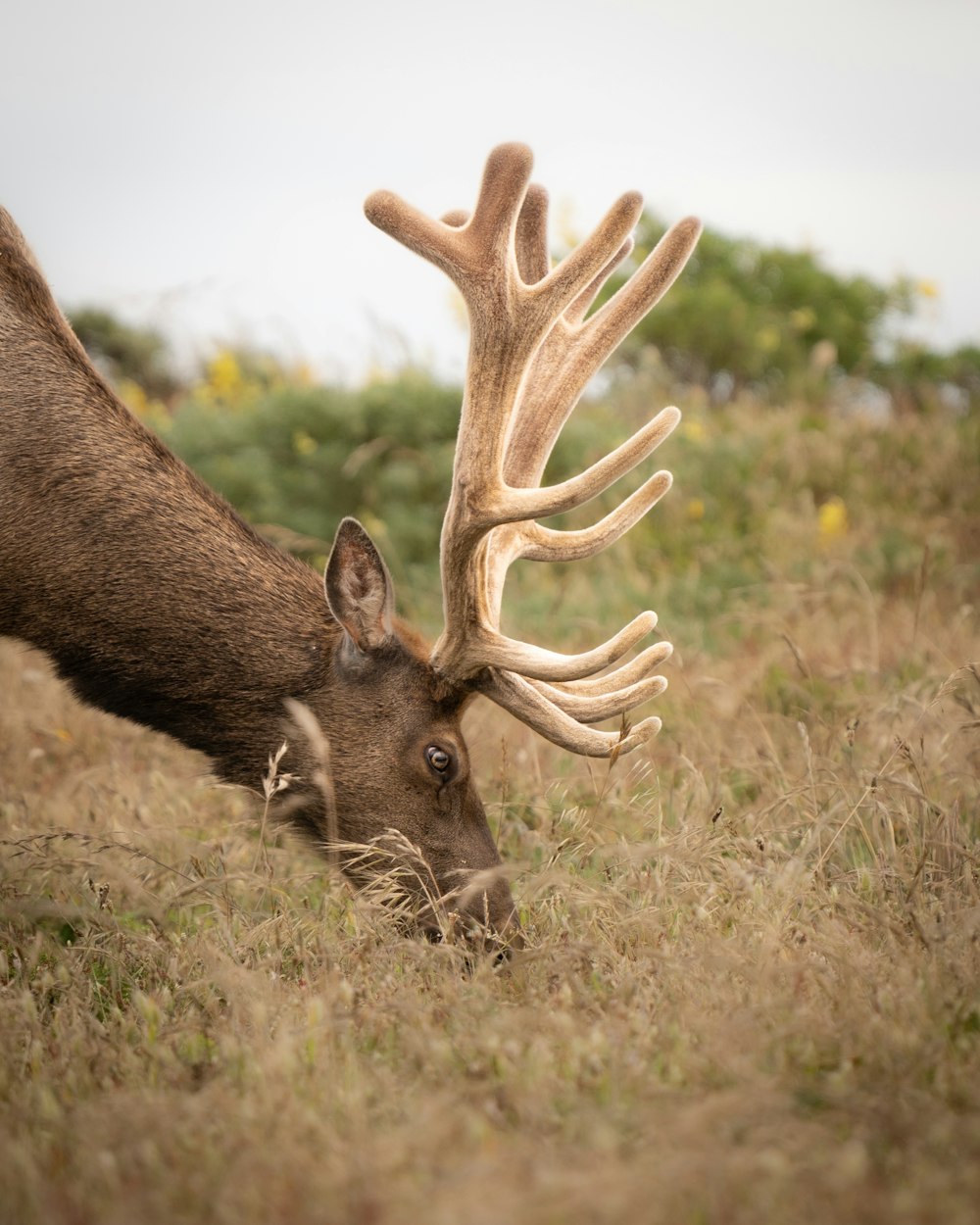 a close up of a deer with antlers in a field