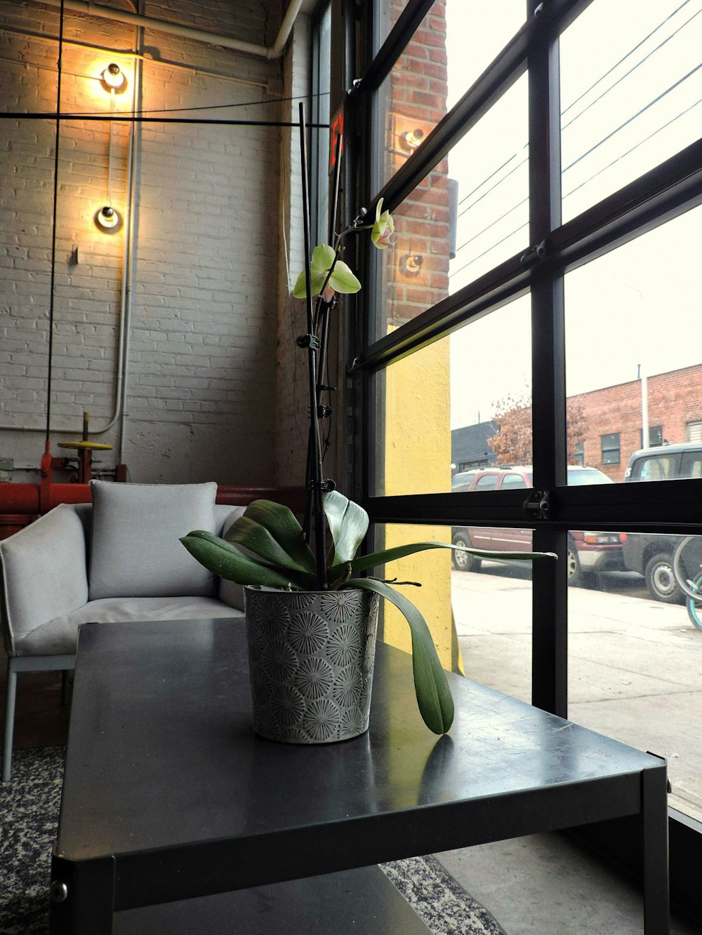 a potted plant sitting on a table in front of a window