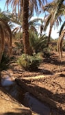 A lush grove of palm trees and other greenery grow in a sunlit setting, with a small irrigation channel running through the soil.