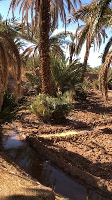 A lush grove of palm trees and other greenery grow in a sunlit setting, with a small irrigation channel running through the soil.