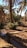 A lush grove of palm trees and other greenery grow in a sunlit setting, with a small irrigation channel running through the soil.