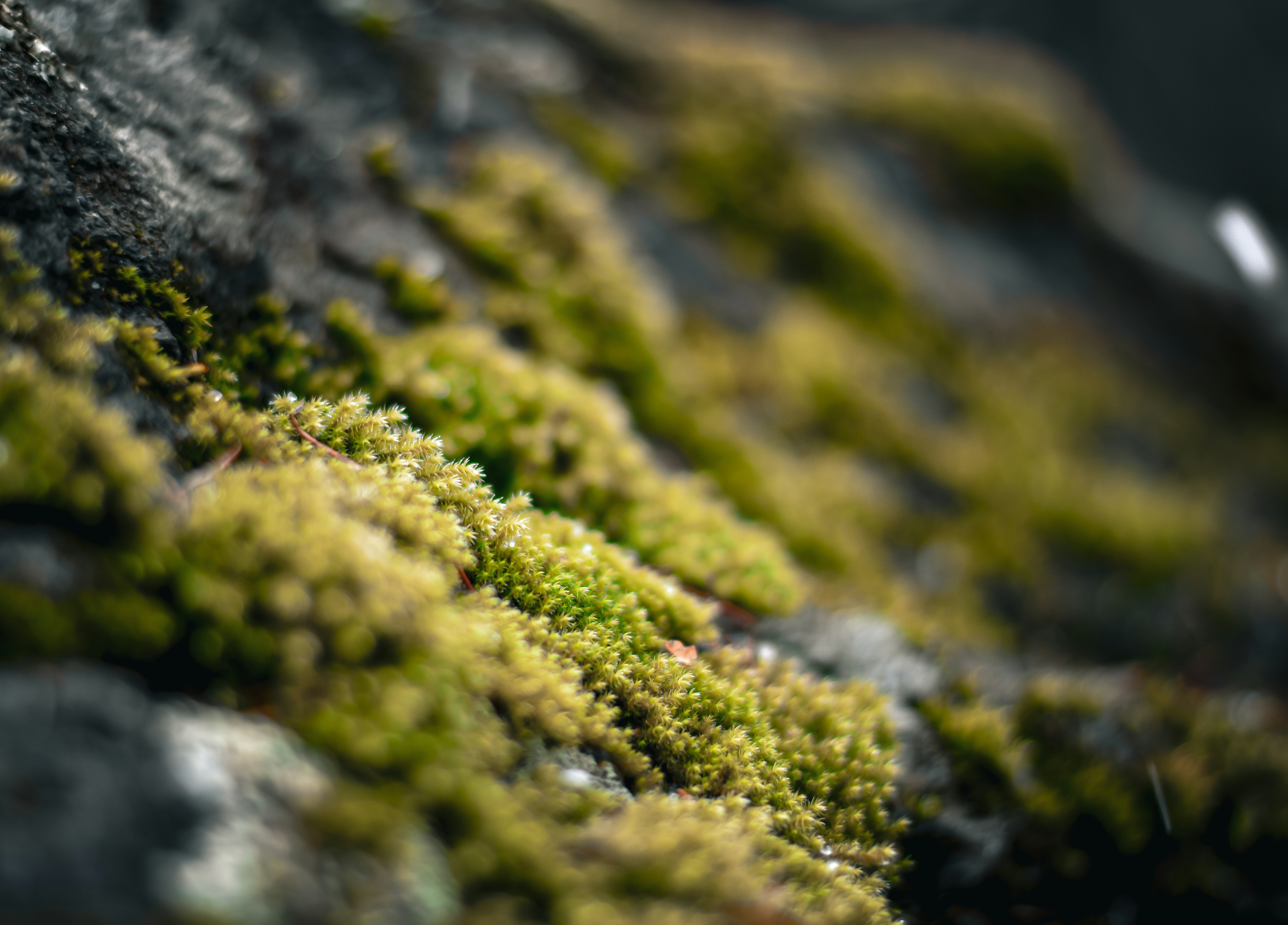 Photo by scottelkins