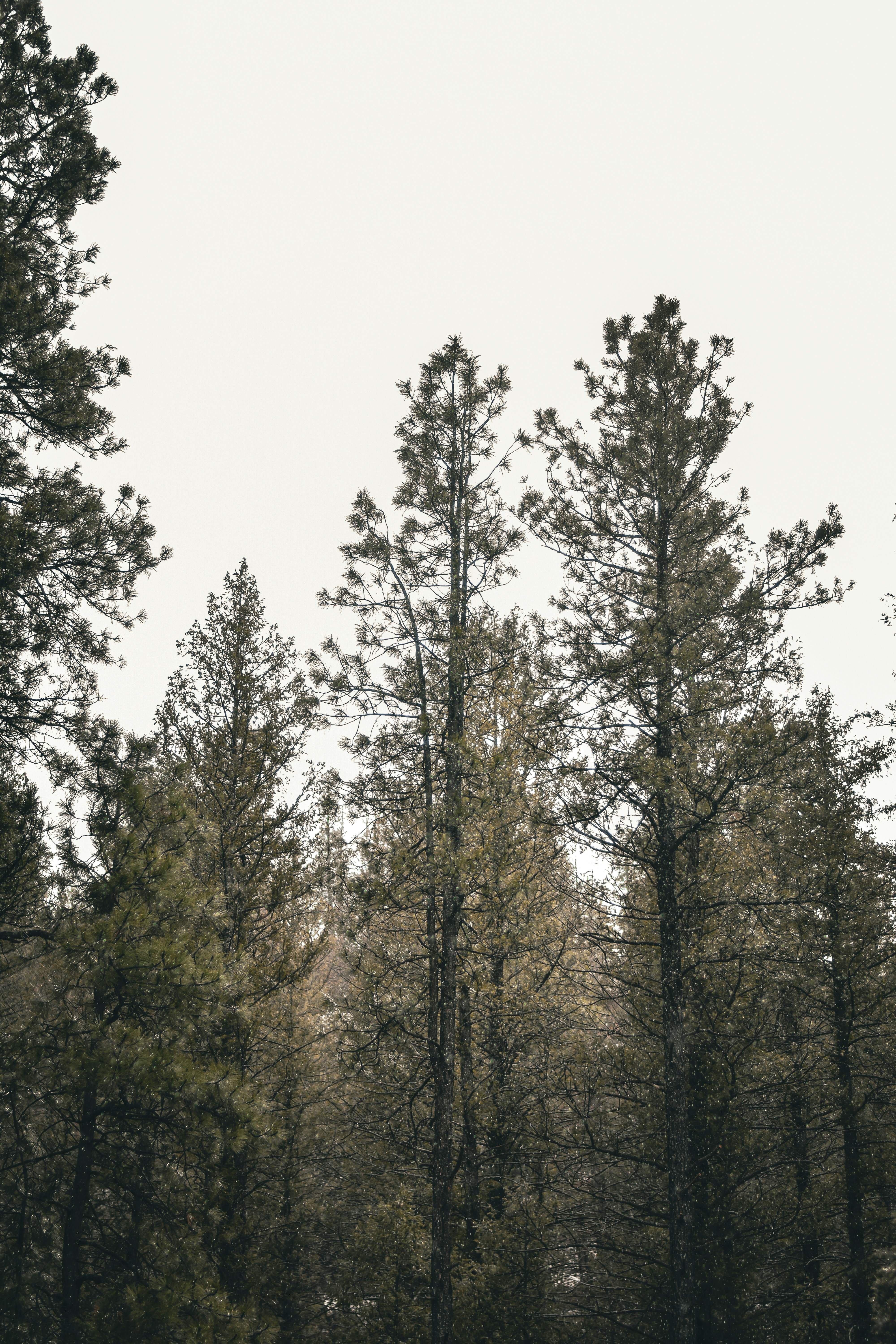 Photo by scottelkins