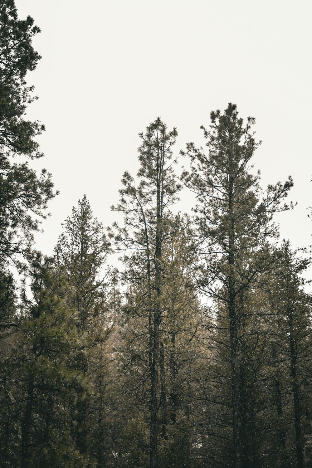 a forest filled with lots of tall trees