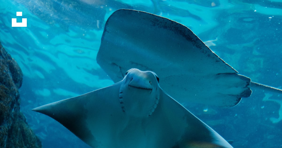 Une raie manta nageant dans l’océan photo Photo La nature Gratuite