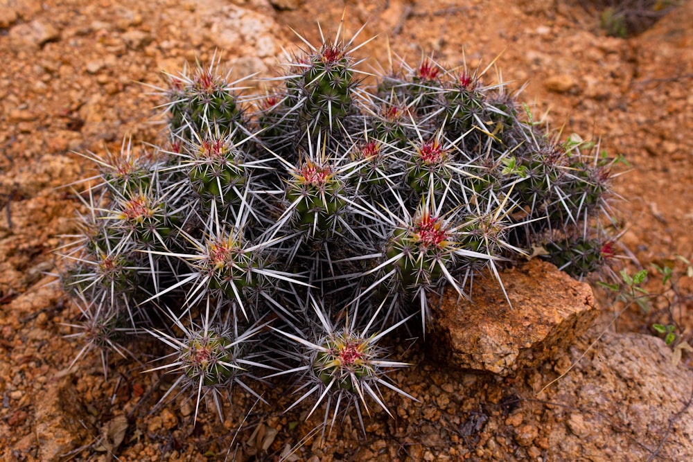 a close up of a small cactus on a rocky surface