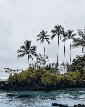 A secluded tropical setting with tall palm trees swaying in the breeze. A small white lifeguard tower is nestled among dense green foliage, overlooking a calm, clear body of water. The overall atmosphere is serene and inviting, suggesting a remote island paradise.