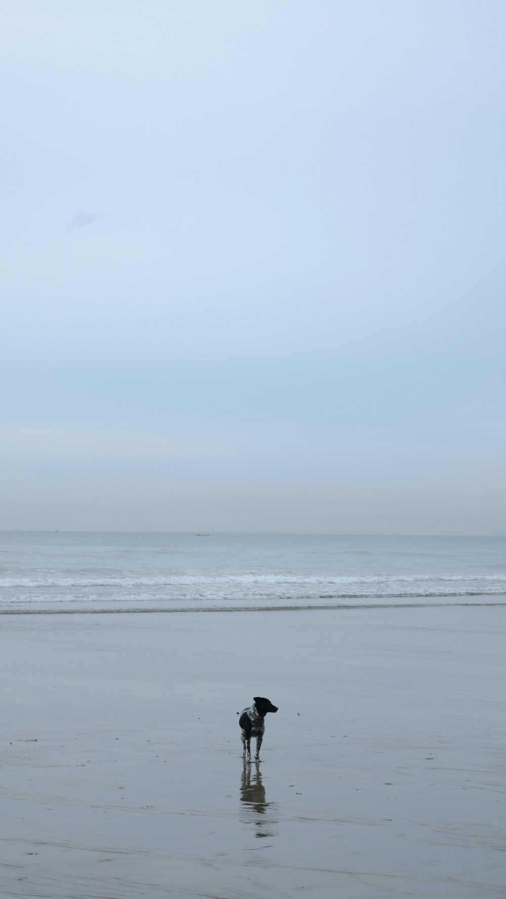 a couple of birds standing on top of a wet beach